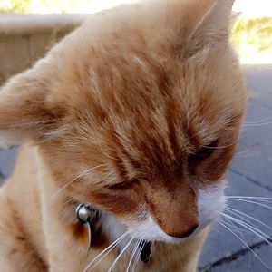 Meet your Posher, Samadhi